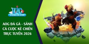 aog đá gà