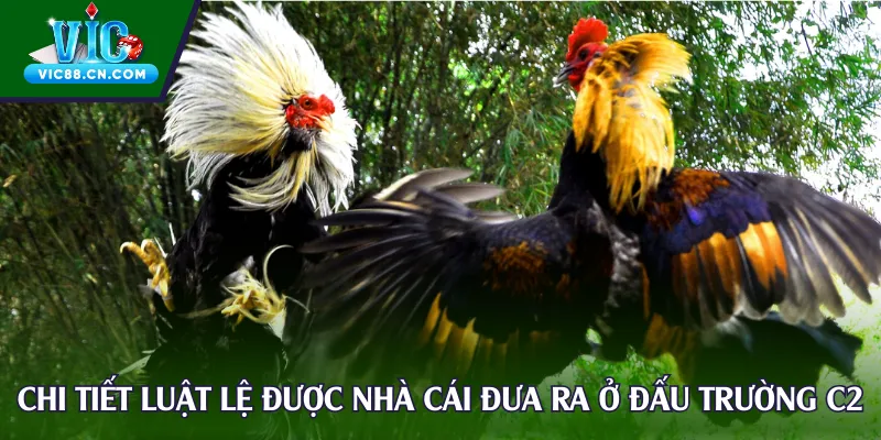 Chi tiết luật lệ được nhà cái đưa ra ở đấu trường C2