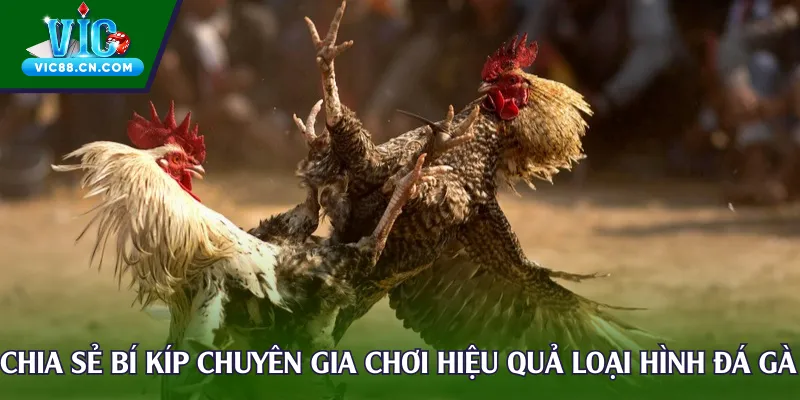 Chia sẻ bí kíp chuyên gia chơi hiệu quả loại hình đá gà Thomo 67