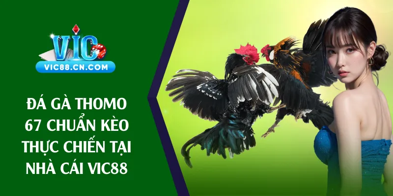 đá gà thomo 67