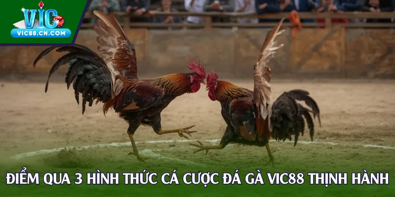 Điểm qua 3 hình thức cá cược đá gà Vic88 thịnh hành