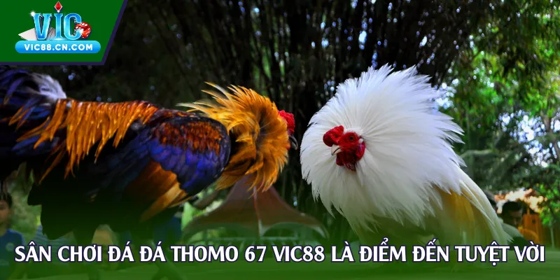 Sân chơi đá đá Thomo 67 tại Vic88 là điểm đến tuyệt vời