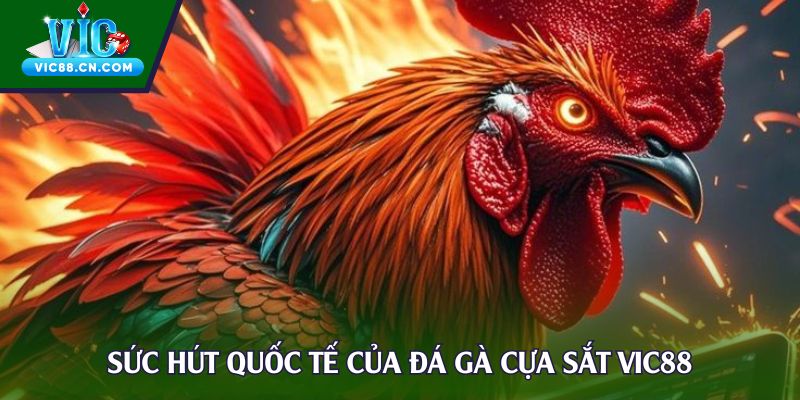 Sức hút quốc tế của đá gà cựa sắt Vic88